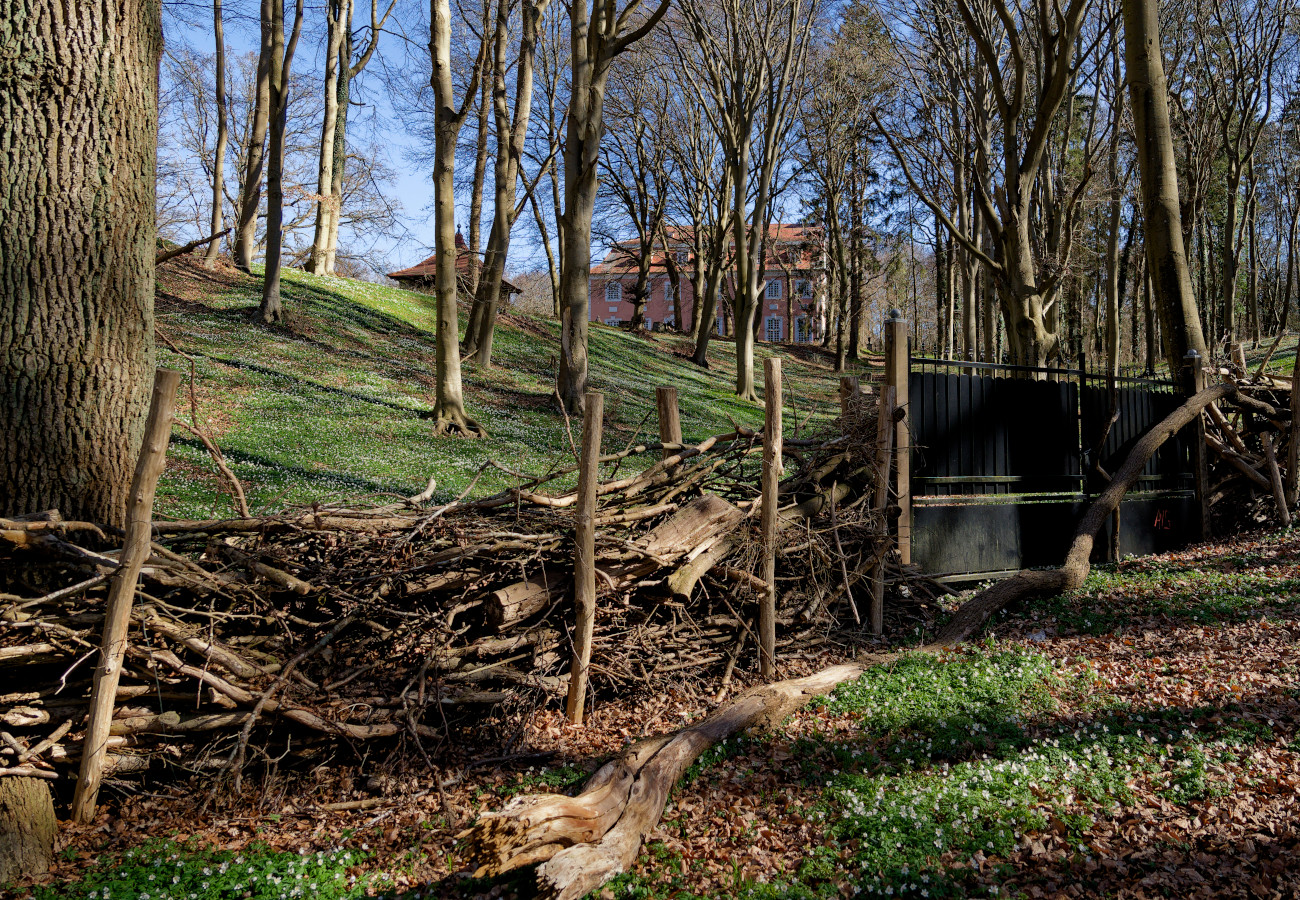 Naturholzhecke mit Schloss Semper im Hintergrund