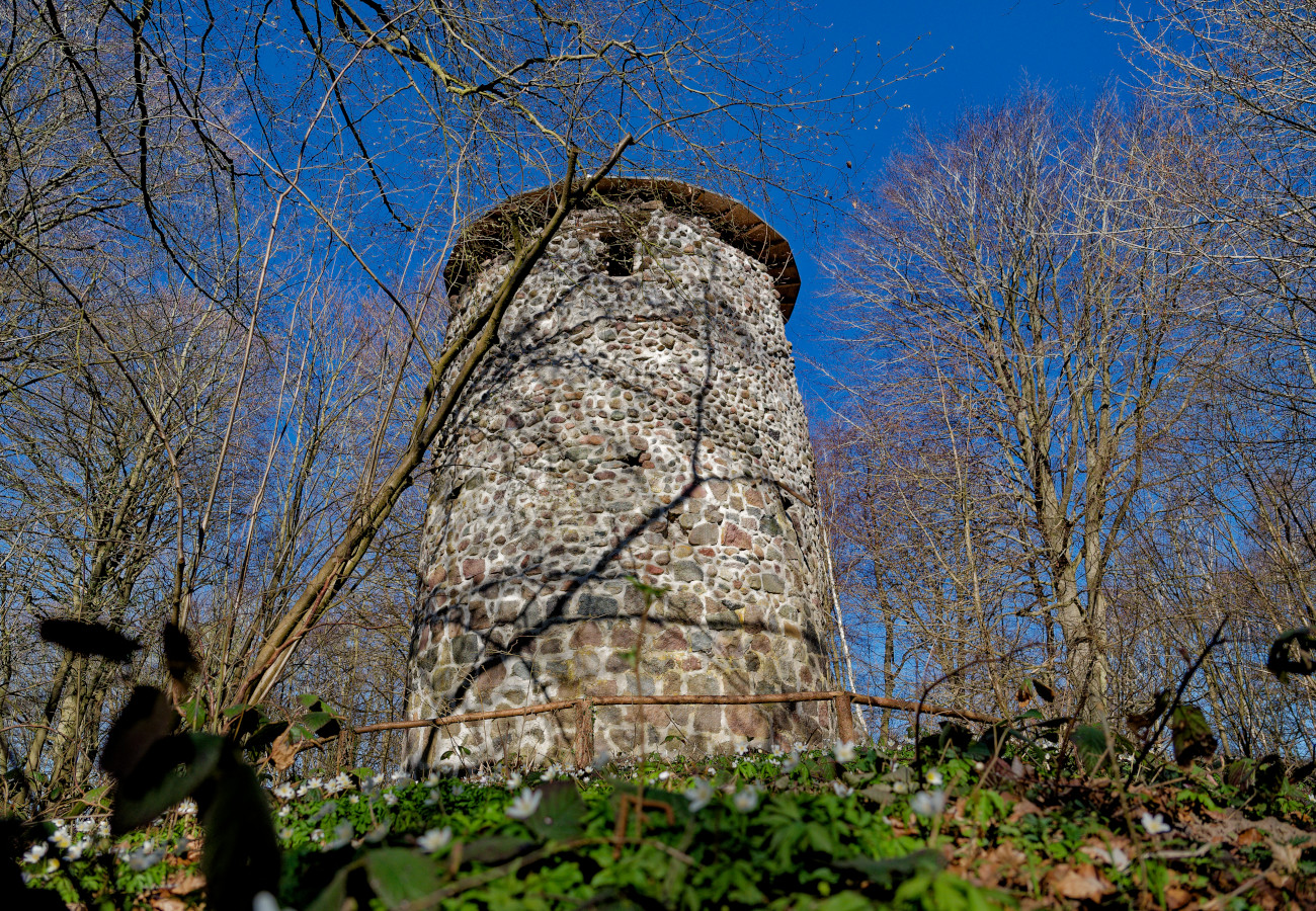 Wasserturmruiene im Semper Wald im Frühling
